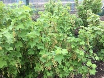 Allotment/Veg Patch Thread 15 - will winter ever end?