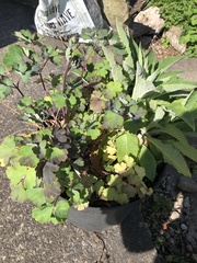 Can someone kindly ID these for me?