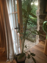 Veg Seedlings help please