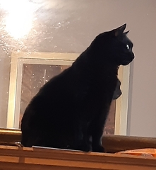 Thank goodness  for my cat