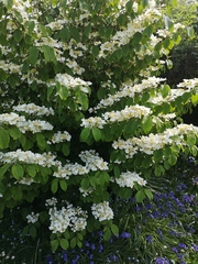 Please help me to identify this plant