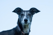 Tell me about your dog