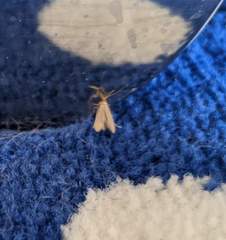 Help! Carpet-eating crawlies!
