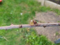 Apricot tree dying/unhappy - peach tree borer or canker