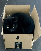 Cats , Flaps and The Clap