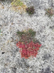 Plant ID please