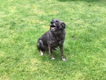 Importing rescue dogs