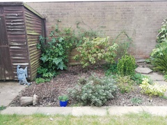 Suggest a plant for me