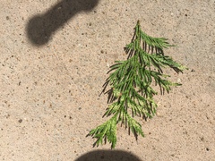 Does anyone know what tree this is?