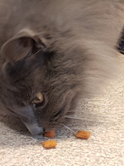 Thug Cat part 2. What, has this thing appeared again tonight?