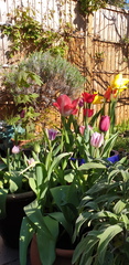 Can I plant bulbs today (London)?