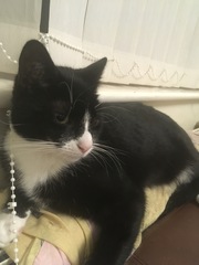 Thank goodness  for my cat