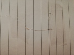 Sporn klaxon - wanna see what I just pulled out of my chin?
