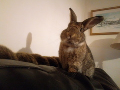 Cute pet and wildlife thread