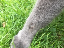 Help! Bald patch and wound on cat's leg