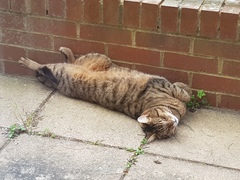 Thug Cat part 2. What, has this thing appeared again tonight?