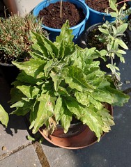 Two plant IDs