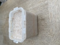 Calling sourdough starter experts!