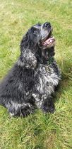 Talk to me about cocker spaniels as a first family dog