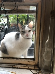 What is your cat called?