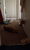 Paws, Ollie, Captain V and all the rest