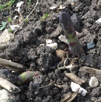 Allotment/Veg Patch Thread 15 - will winter ever end?
