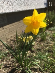 Is anyone managing to get new garden stuff? On a budget and complete novice, plus any cheap and cheerful sprucing up tips to share?