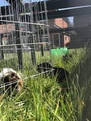 Guinea pig bath day!