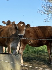 April Amigos Accounting Achievements and Adaptability