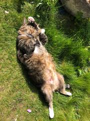 Paws, Ollie, Captain V and all the rest