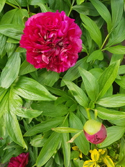 How do your Peonie plants look right now?