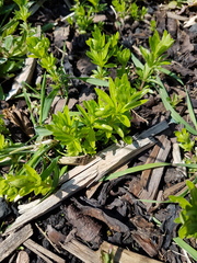 Plant or weed?