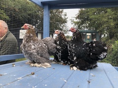 Show me your chicken coops