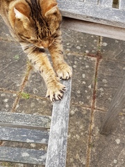 Thug Cat part 2. What, has this thing appeared again tonight?