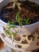 What is this please and what is the infestation?