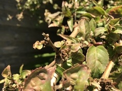Is there any hope for this fuschia?