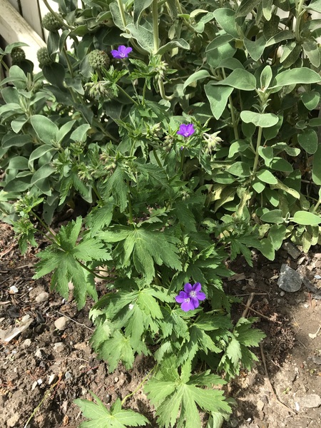 Plant ID please!