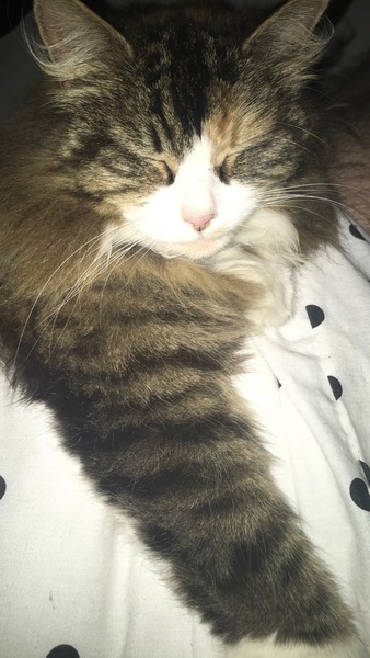 To really not understand why people are OK with cats