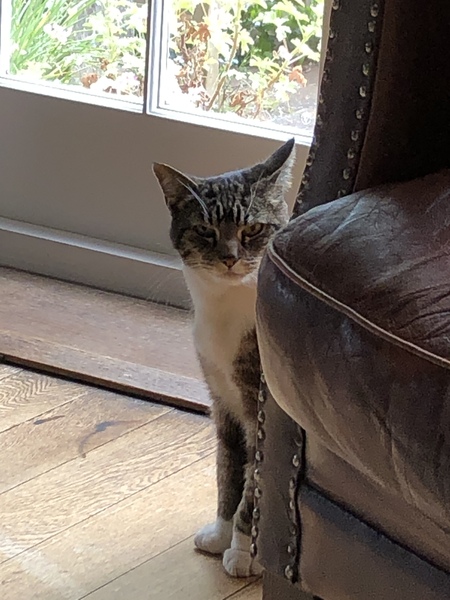 If your cat went missing