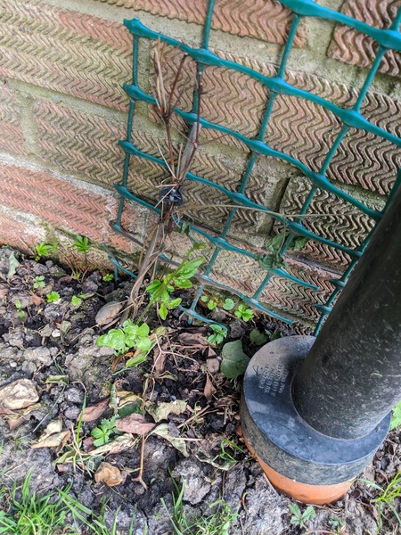 How long do clematis take to grow?