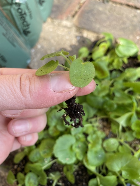 Are these medium geranium plants or have I been ripped off?