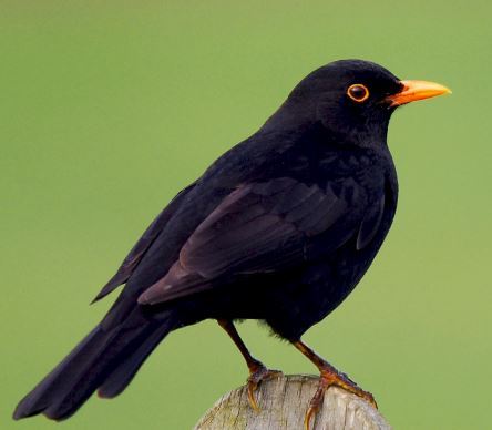 Blackbirds ruining our life