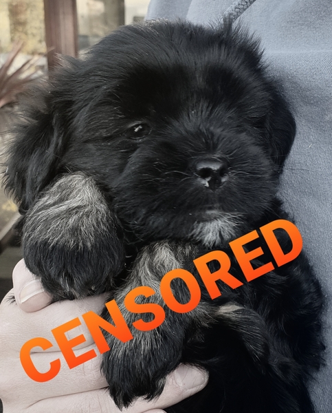 To think that puppies should be illegal?