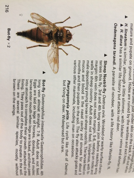 Can you ID my bee?