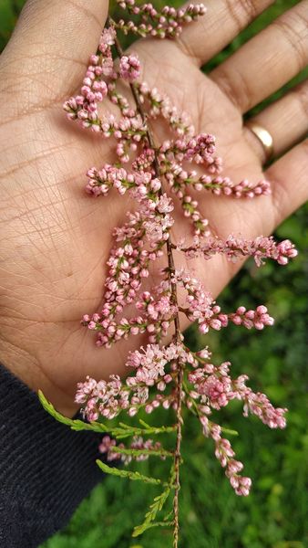 What's this plant?