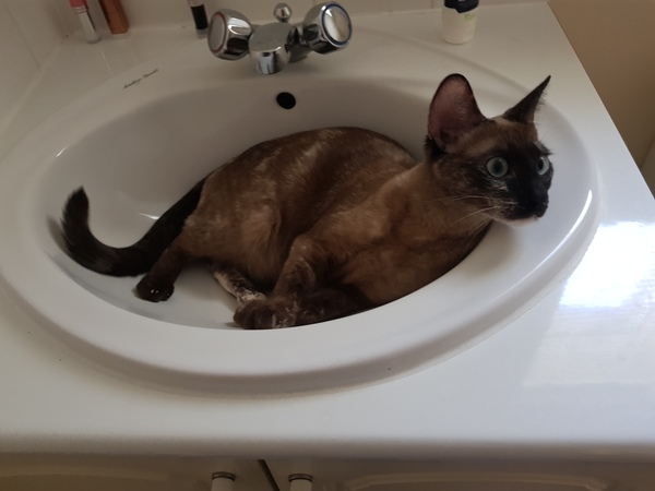 Cat/kitten photos.