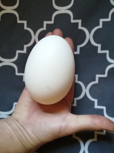 Frugal Foodies, thread 3! Favourite leftover dishes, avoiding waste, menu ideas. Plus pets, and other chat.