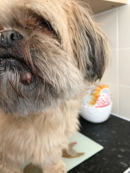 Can somebody look at this lump on Bella and tell me whether it needs an urgent vet's appointment please?