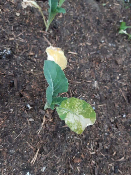 Yellow leaves - Help a novice!