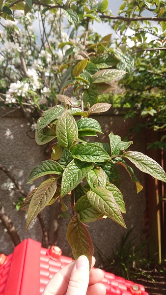 Can anyone ID this tree please?